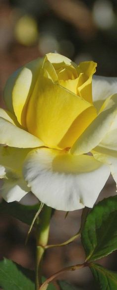 a yellow and white rose is blooming in the sun, with green leaves around it