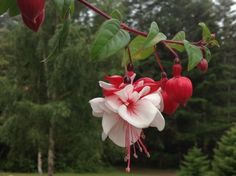 a close up of a flower on a tree branch with trees in the back ground