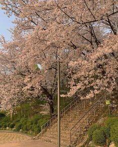 stairs lead up to cherry blossom trees in the park