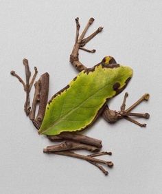 a green frog sitting on top of a leaf