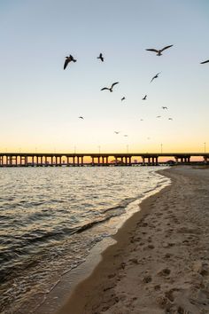 seagulls flying over the water at sunset with a long bridge in the background