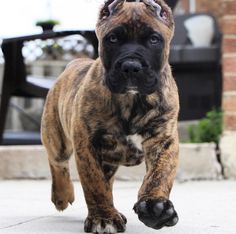 a brown and black dog walking across a sidewalk