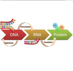 a diagram showing the steps in how to make a protein