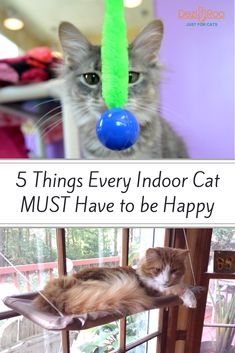 a cat is laying on top of a window sill with the caption 5 things every indoor cat must have to be happy