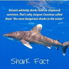 a shark swimming in the ocean with a caption above it that reads, sharks fact