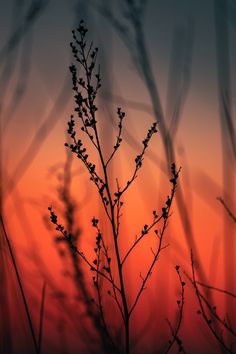 the sun is setting behind some plants in front of an orange and blue sky at sunset