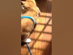 an orange and white cat with a blue leash on it's back is standing on its hind legs