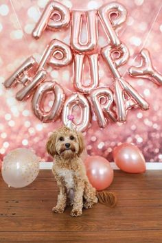 a dog sitting in front of some balloons