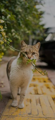 a cat is walking down the sidewalk with a twig in its mouth and looking at something