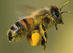 a close up of a bee on a flower