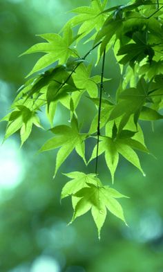 green leaves hanging from a tree branch in the sunlight with blurry trees in the background