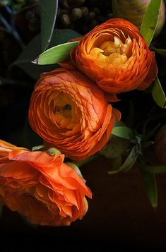 three orange flowers with green leaves in the foreground and another flower on the background