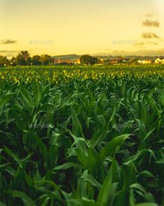 the sun is setting over a field of green corn - stock photo - images and clippings