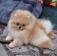 a small brown dog laying on top of a stone floor