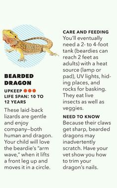 an advertisement for the bearded dragon, with information about it's colors and features