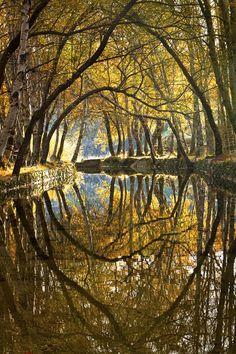 trees are reflected in the still water of a lake surrounded by yellow and orange leaves