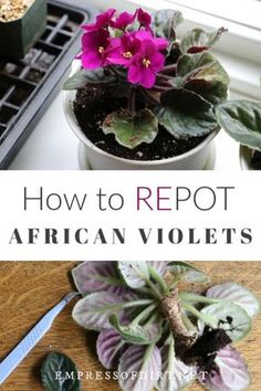 how to reppot african violets in pots and potted plants with text overlay