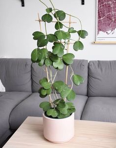 a potted plant sitting on top of a wooden table next to a gray couch