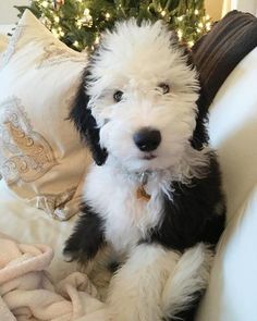 a white and black dog sitting on top of a couch next to a christmas tree