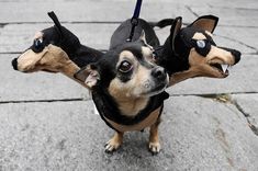 three small dogs with black and brown ears on leashes