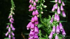 purple flowers with green leaves in the background