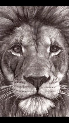 a pencil drawing of a lion's face