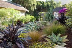 a garden with lots of different plants and flowers in the grass, next to a house