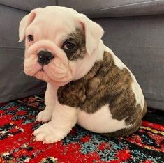 a small white and brown dog sitting on top of a rug