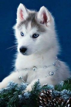 a white and brown husky dog sitting on top of a christmas tree with blue eyes