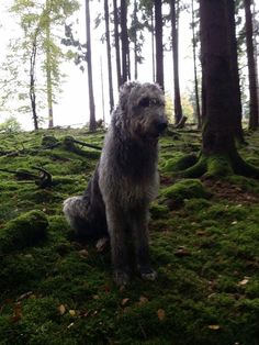 a large gray dog sitting on top of a lush green forest covered in mossy grass