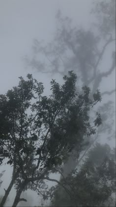 trees in the fog on a cloudy day