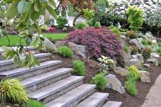 a garden with steps leading up to some trees