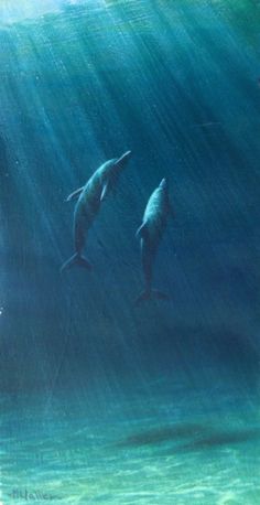 two dolphins are swimming in the ocean