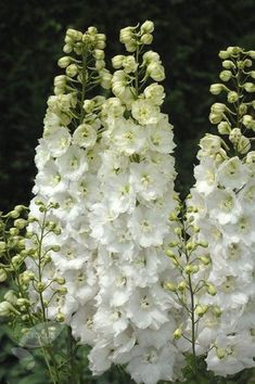 white flowers are blooming in the garden