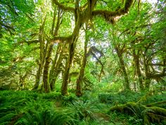 the lush green forest is full of trees and ferns, with moss growing all over it