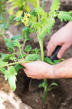 a person holding a plant in their hands