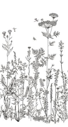 black and white drawing of wild flowers