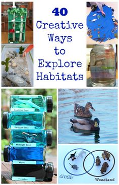 the top ten creative ways to explore habitats