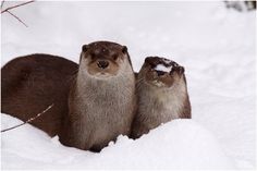 two otters are standing in the snow together