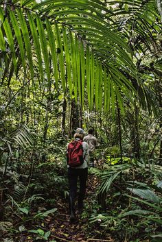 two people walking through the jungle with backpacks