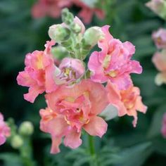 pink flowers with green leaves in the background