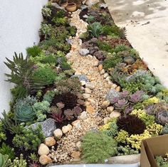 a long narrow garden with succulents and rocks on the ground next to a sidewalk