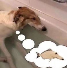 a dog is looking at a fish in the bathtub