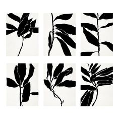 four black and white images of leaves