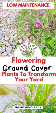 flowers growing in the ground with text overlay reading flowering ground cover plants to transform your yard