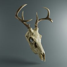 an animal's skull with horns is shown against a gray background