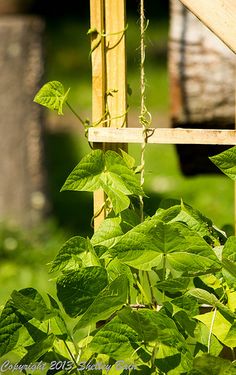 a bird is perched on the top of a wooden structure with green leaves hanging from it's sides