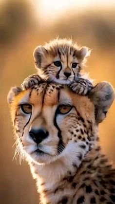 two cheetah cubs are sitting on top of each other's head in the sun