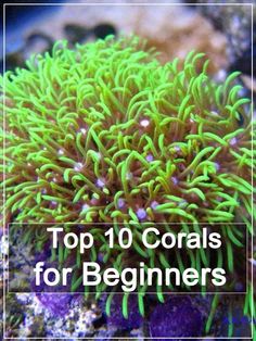 the top 10 corals for beginners