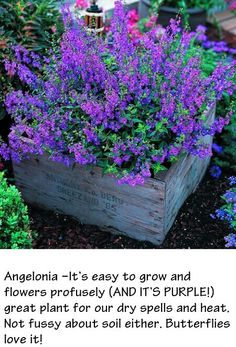 purple flowers are growing in a wooden box